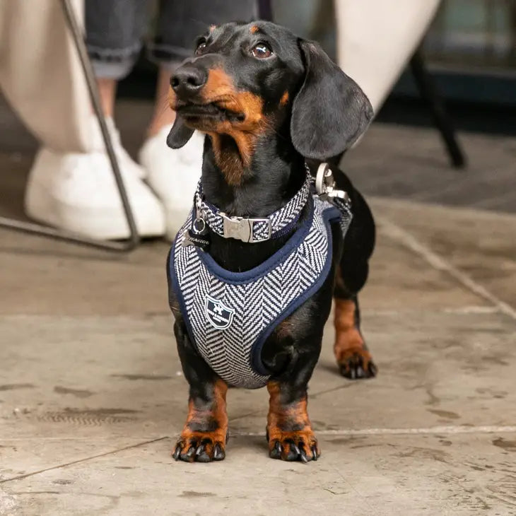 Hugo & Hudson Tweed Dog Harness - Navy Herringbone